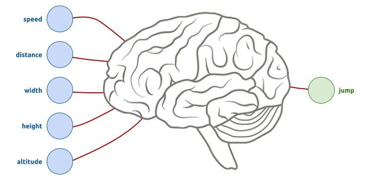 Brain schema